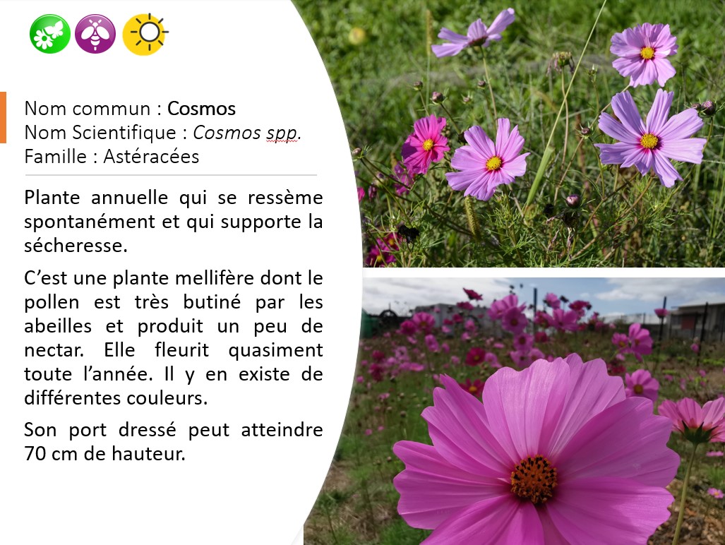 cosmos + bandes + fleuries + agroécologie + IAE