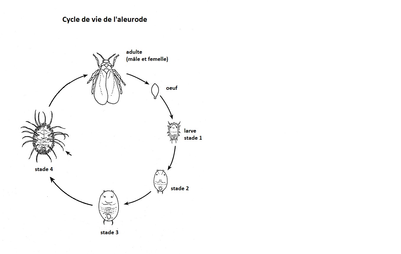 cycle + vie + aleurode + adulte + larve + oeuf